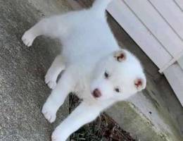 Siberian husky puppies for sale