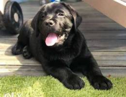 Labrador retiever