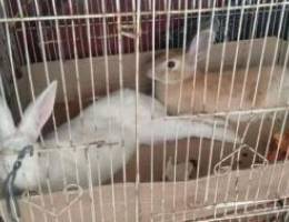 6 rabbits for sale, 2 rabbits 12 bd