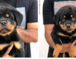 Puppies for SALE rottweiler