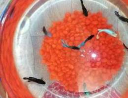 Betta females for sale