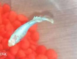 Rare white betta fish