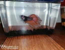 Epic rare betta fish for sale