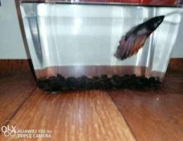 Rare betta fish for sale male