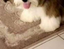 Shih Tzu 6 months 100 ÙˆÙ‚Ø§Ø¨Ù„