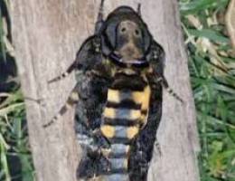 ÙØ±Ø§Ø´Ø© Ø§Ù„Ø±Ø§Ø³ Ø§Ù„Ù…ÙŠØª. Dead head moth