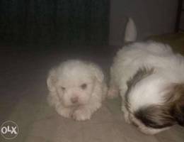 Shitzu puppies for sale