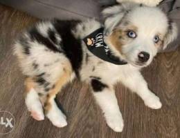 Australian shepherd available