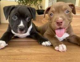 American Bully Puppies for sale