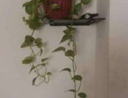 Pothos 2 plants .3 BD each