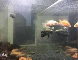 oscar fish, red devil cichlid, green terro...