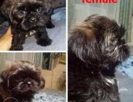 shihtzu for sale