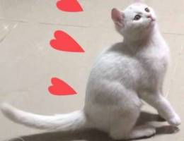 Ù‚Ø· Ø°ÙƒØ± Ø§Ø¨ÙŠØ¶ Ù„Ù„ØªØ¨Ù†ÙŠ white male cat for adop...