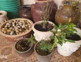 pots for plants