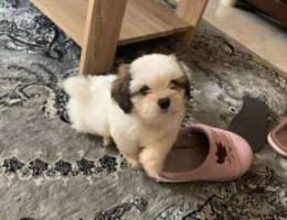 shih Tuz puppy 100 BD