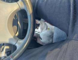 Somali cat for free with accessories