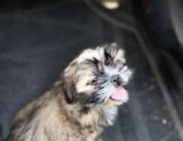 Shih Tzu For Sale