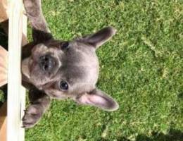 French bulldog puppies