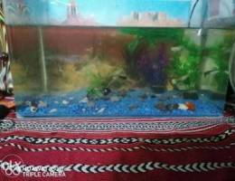 Aquarium & fishes for sale only whats app