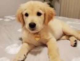 Golden retriever puppy