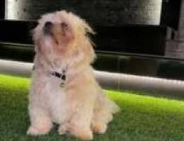 Shih Tzu 100 ÙˆÙ‚Ø§Ø¨Ù„