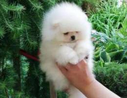 Stunning Pomeranian Puppies For Adoption