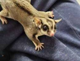 Sugar Gliders for sale