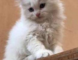 Persian Kitten 2 months including all item...