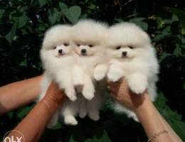 Healthy Pomeranian Puppies For Adoption