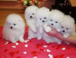 Teacup POMERANIAN Puppies