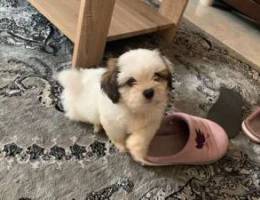 Cutie puppy for 70BHD