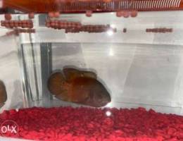 Tiger Oscar fish for sale with tank