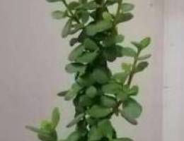 Jade Plant