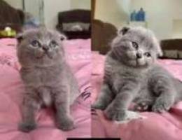 scottish fold