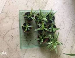 Small sized spider plant