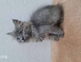 British longhair kittens