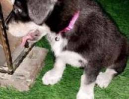 for sale husky puppy