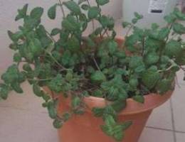 Mint plant