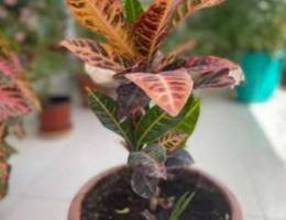 croton plant