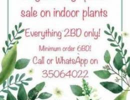 Indoor plants for sale