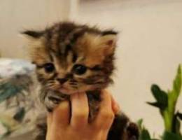 Pure Persian Kittens half peke-face for sa...