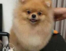 Pomeranians cute baby for ready for a new ...