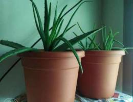 Aloe vera with pot