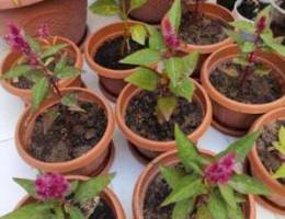 400 fils per Celosia flower pot for sale