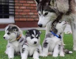 Siberian husky puppy looking for a home