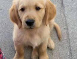 golden retriever for sale