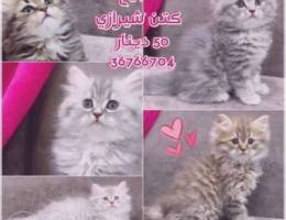 ÙƒØªÙ† Ù„Ù„Ø¨ÙŠØ¹ kitten for sale