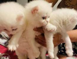 persian kittens blue eyes