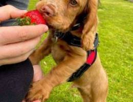 cocker spaniel