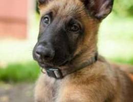 wanted belgian malinois Ù…Ø·Ù„ÙˆØ¨